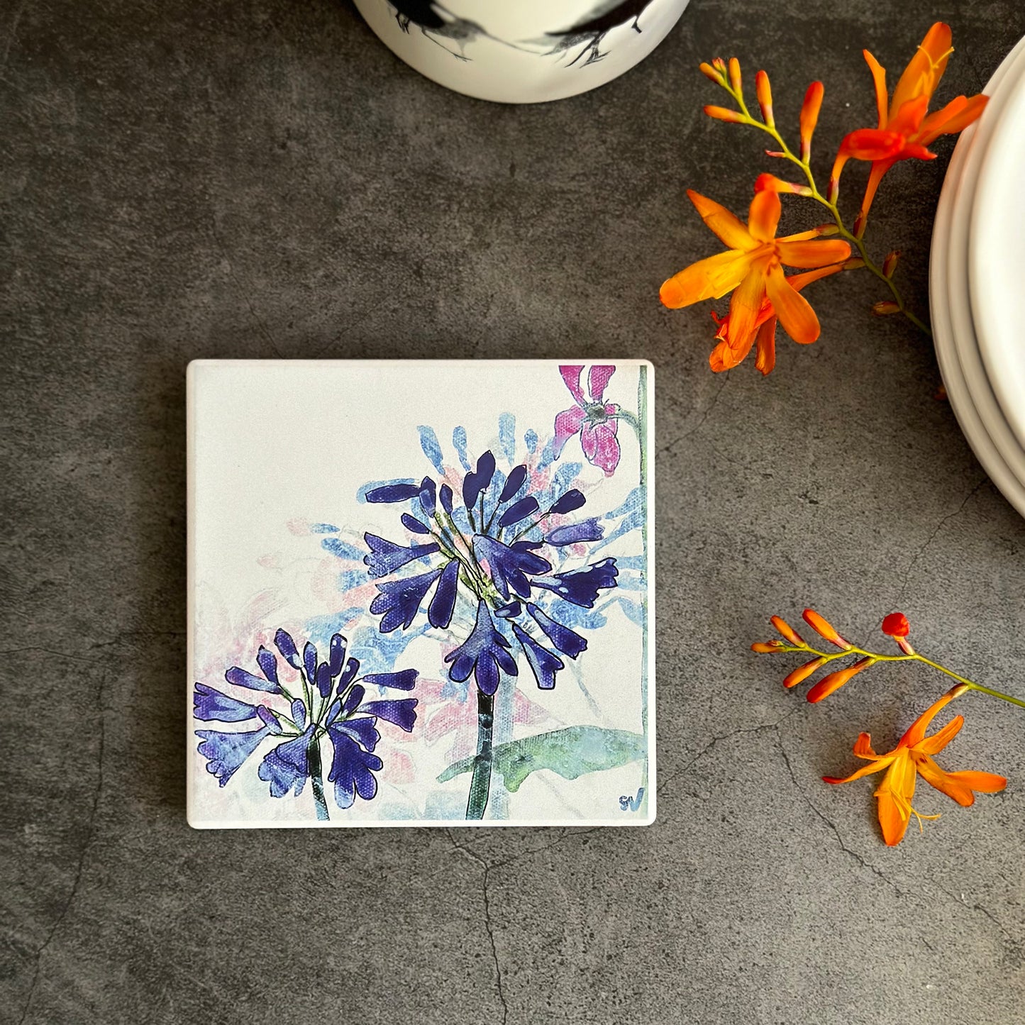 COASTER : 2 agapanthus