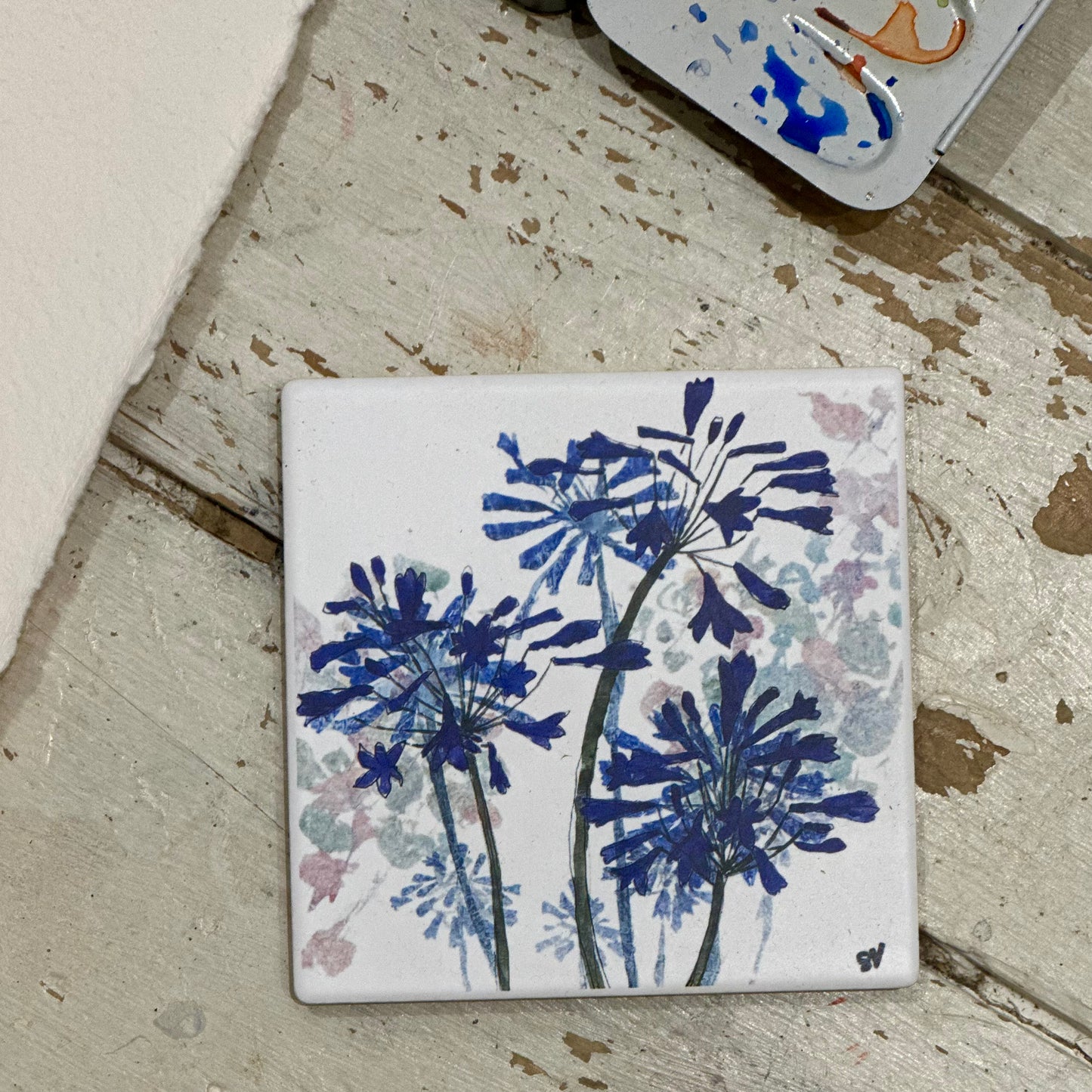 COASTER : agapanthus