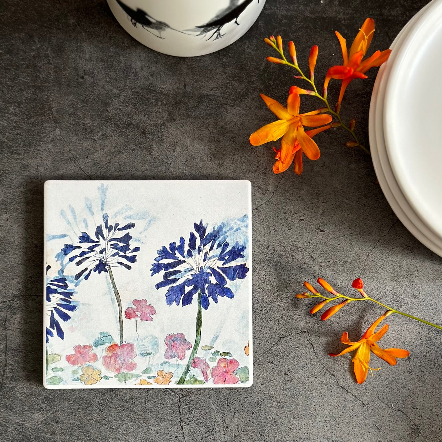 COASTER : agapanthus in the garden