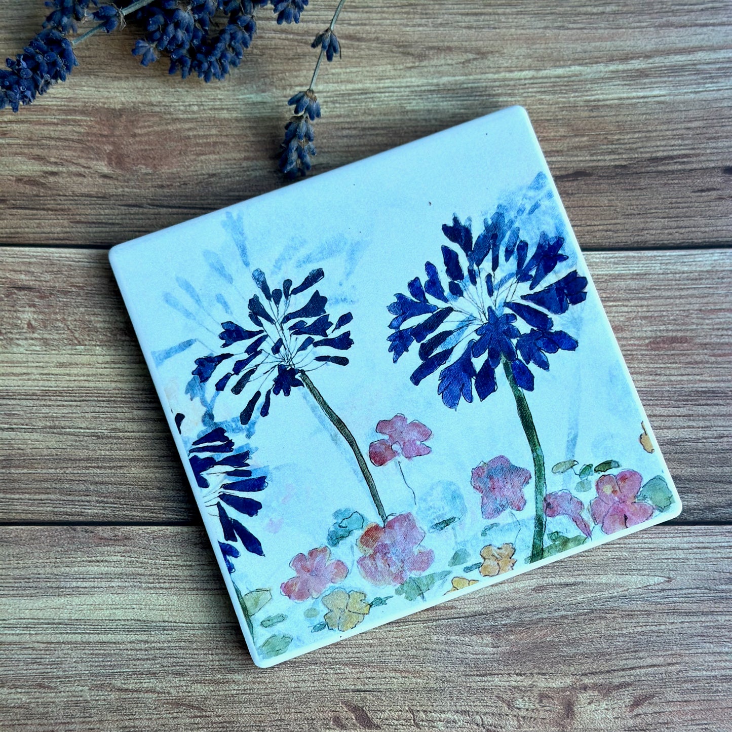 COASTER : agapanthus in the garden