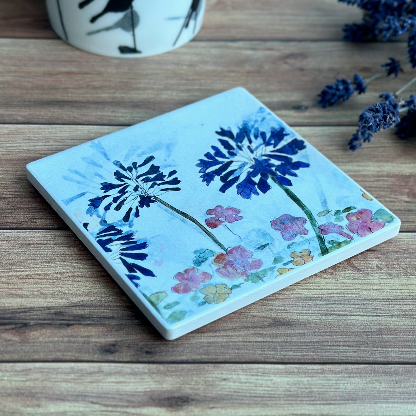 COASTER : agapanthus in the garden