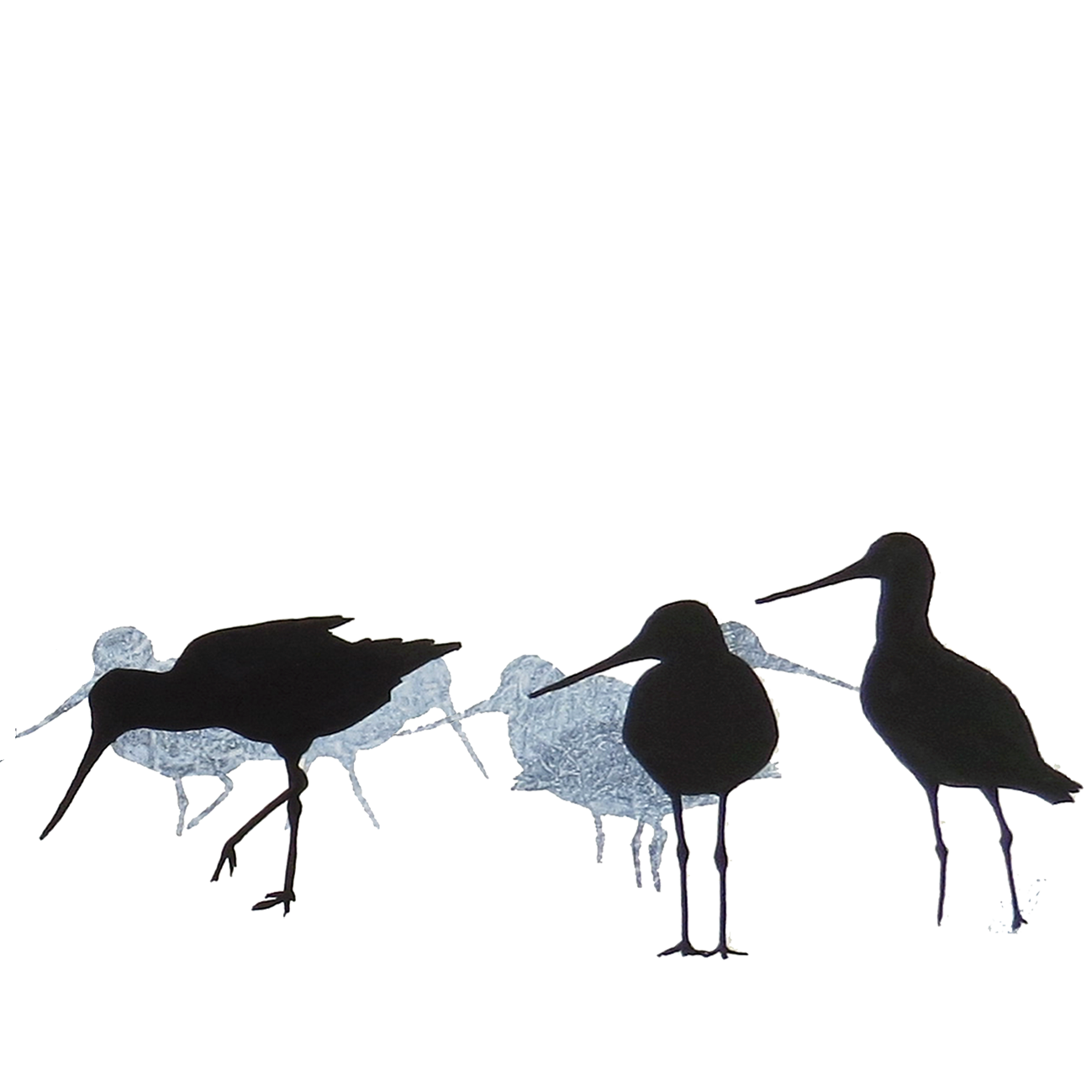 COASTER : godwits