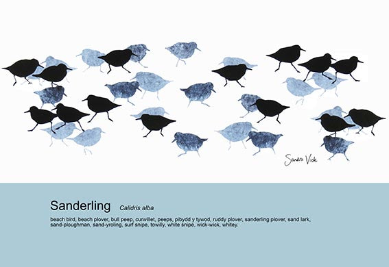 TEA TOWEL - SANDERLINGS unbleached cotton