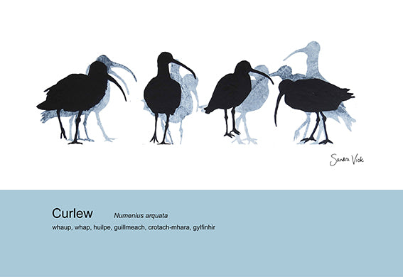 TEA TOWEL - CURLEW unbleached cotton