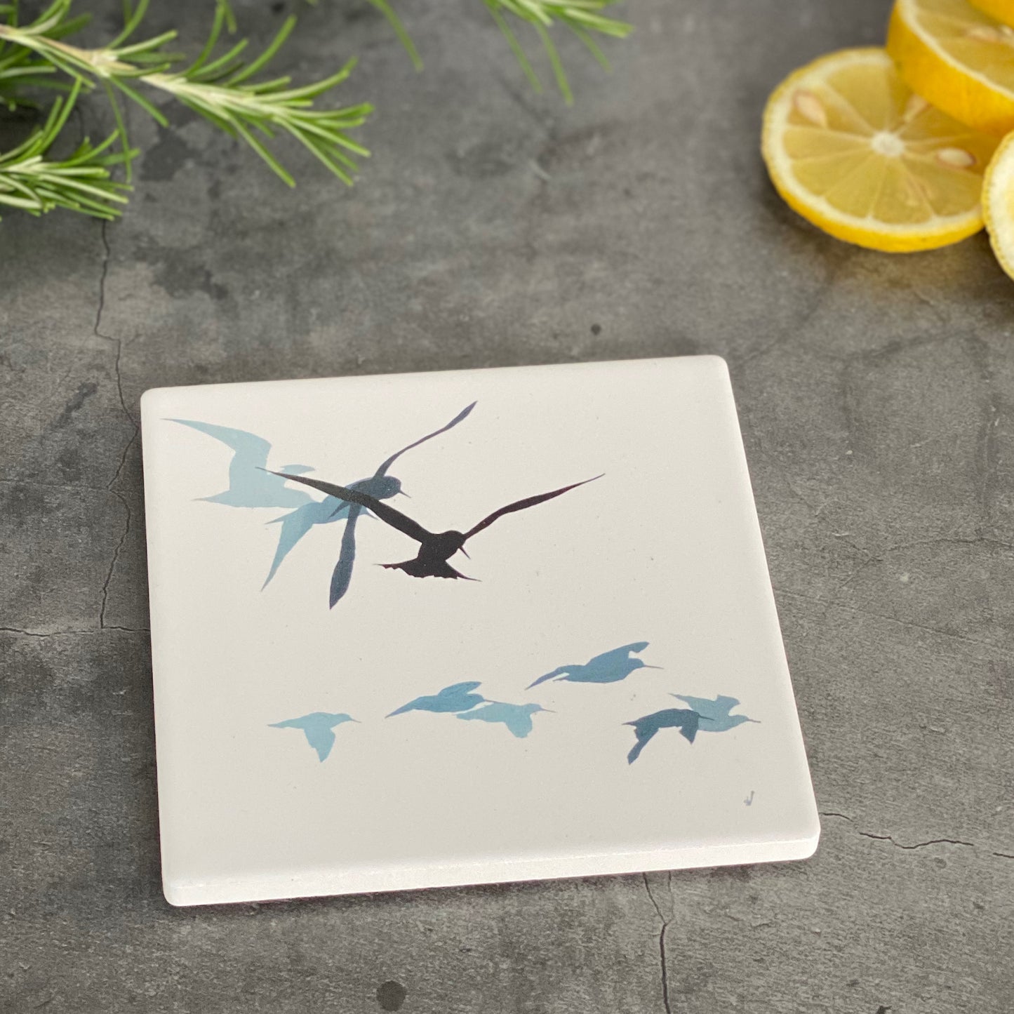COASTER : tern and oystercatchers