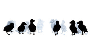 [product_title - Sandra Vick