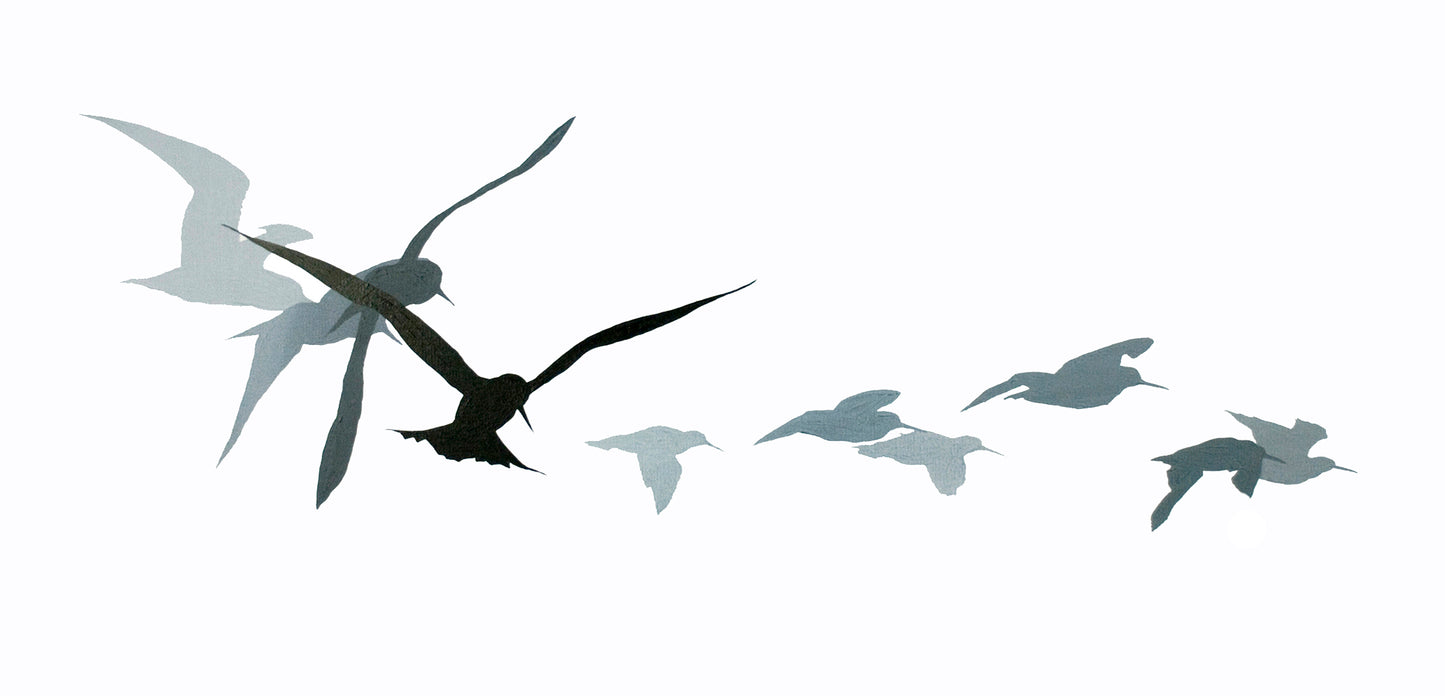 CARD: sandwich tern & oystercatchers