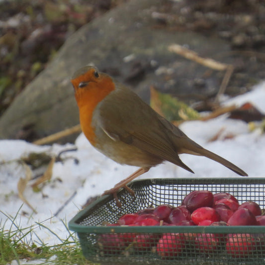 Christmas birds