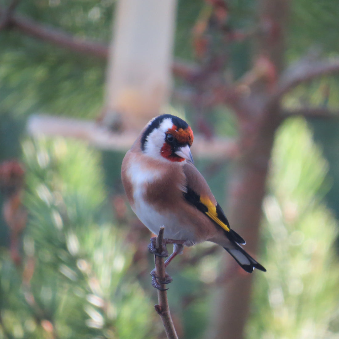 Feeding birds