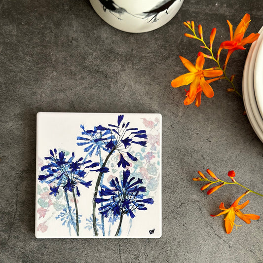 COASTER : agapanthus