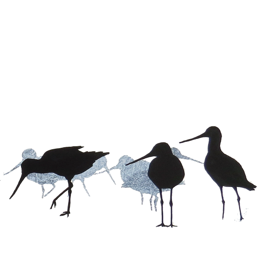 COASTER : godwits